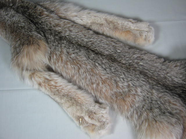 Alaskan Arctic Circle Lynx Fur Pelt Professional Trapper Tube Tanned CITES Tag 2