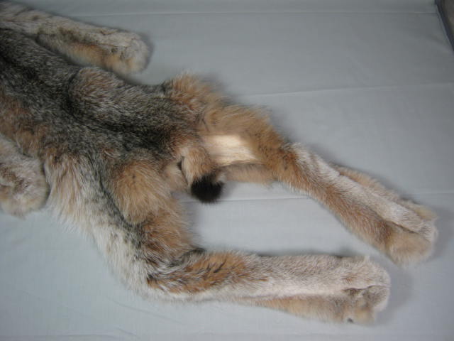 Alaskan Arctic Circle Lynx Fur Pelt Professional Trapper Tube Tanned CITES Tag 3