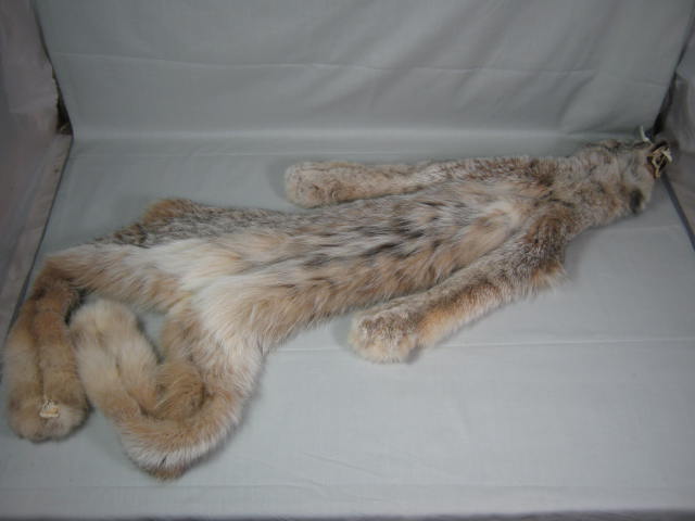 Alaskan Arctic Circle Lynx Fur Pelt Professional Trapper Tube Tanned CITES Tag 5