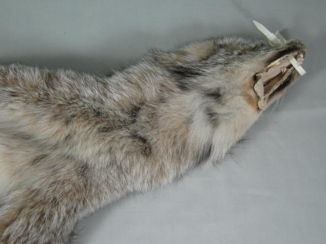 Alaskan Arctic Circle Lynx Fur Pelt Professional Trapper Tube Tanned CITES Tag 6