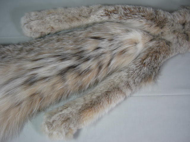 Alaskan Arctic Circle Lynx Fur Pelt Professional Trapper Tube Tanned CITES Tag 7
