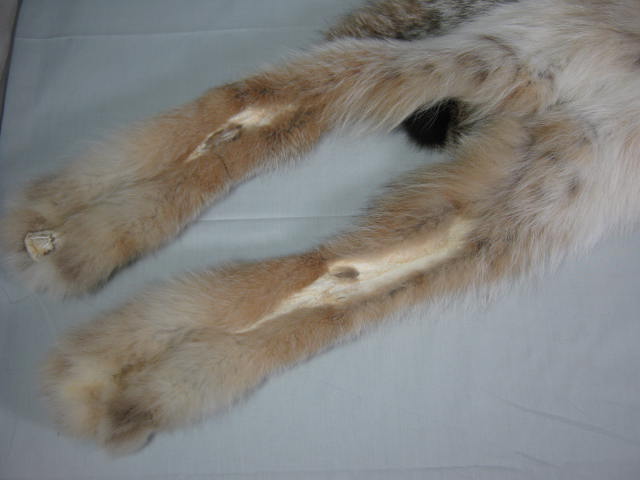 Alaskan Arctic Circle Lynx Fur Pelt Professional Trapper Tube Tanned CITES Tag 8