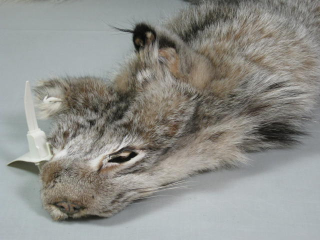 Alaskan Arctic Circle Lynx Fur Pelt Professional Trapper Tube Tanned CITES Tag 9