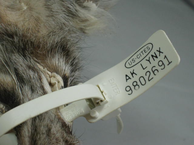 Alaskan Arctic Circle Lynx Fur Pelt Professional Trapper Tube Tanned CITES Tag 10