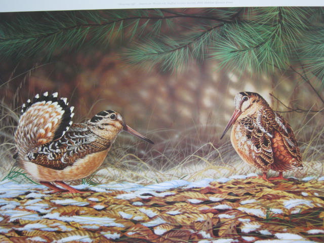 Gerald W Putt S/N Signed Numbered Print Showing Off American Woodcock 377/2700 2