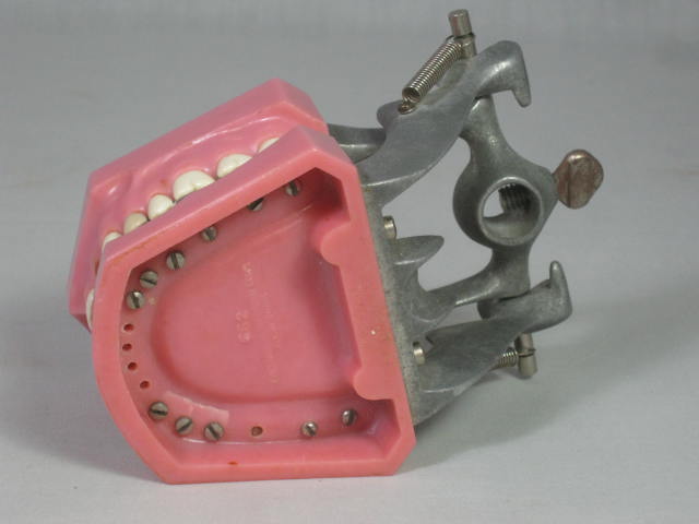 Vtg Columbia Dentoform Dental Mold Form w/Gold Teeth Fillings Bridges Crowns NR! 5